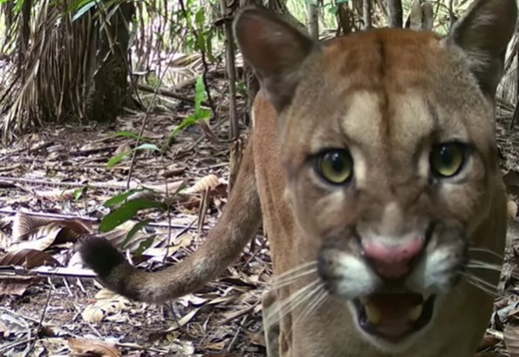 ro:-pescador-flagra-em-imagens-onca-que-farejava-seu-rastro.-veja-video