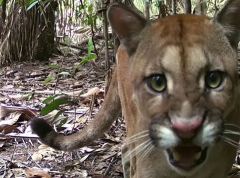 ro:-pescador-flagra-em-imagens-onca-que-farejava-seu-rastro.-veja-video