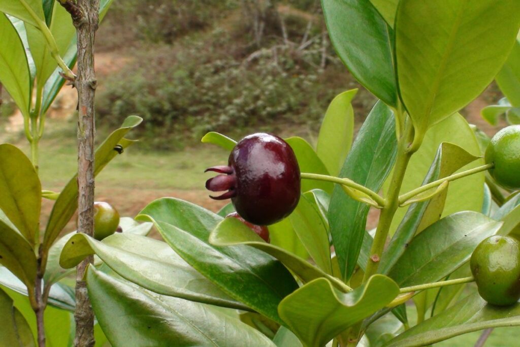 “parente”-da-pitanga,-grumixama-recupera-florestas-e-encanta