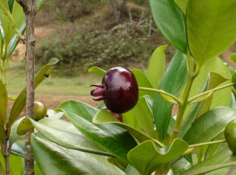 “parente”-da-pitanga,-grumixama-recupera-florestas-e-encanta