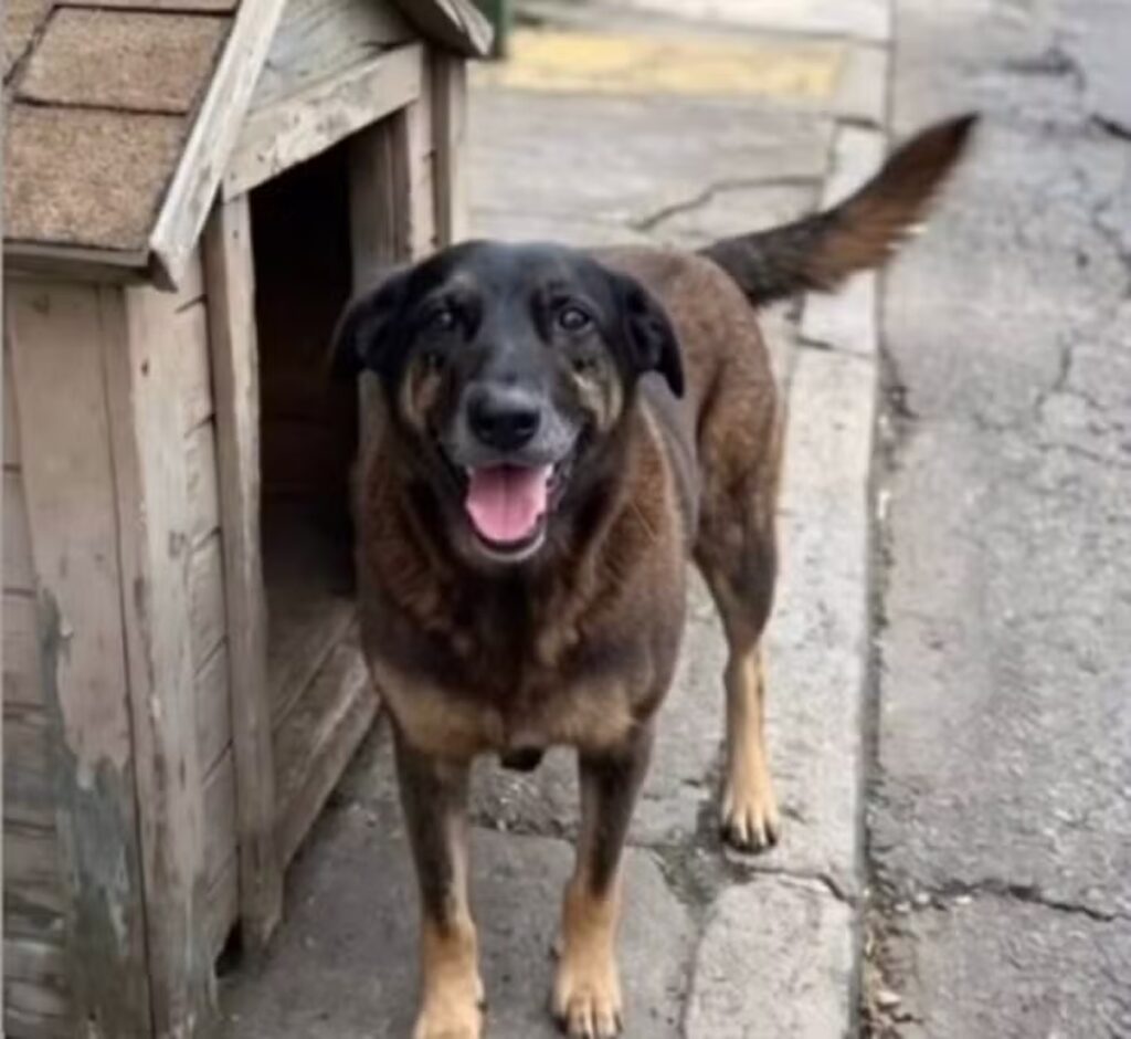 como-orelha,-brasil-tem-mais-de-30-milhoes-de-caes-vivendo-nas-ruas