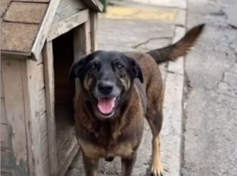 como-orelha,-brasil-tem-mais-de-30-milhoes-de-caes-vivendo-nas-ruas