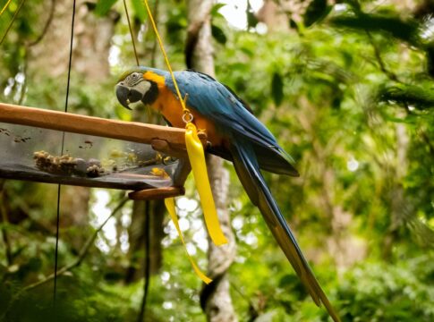 parque-nacional-da-tijuca-recebe-primeira-soltura-de-araras-canindes