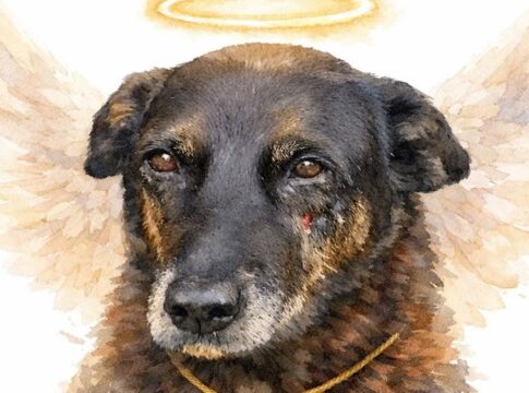 caso-cao-orelha:-o-que-e-um-cachorro-comunitario