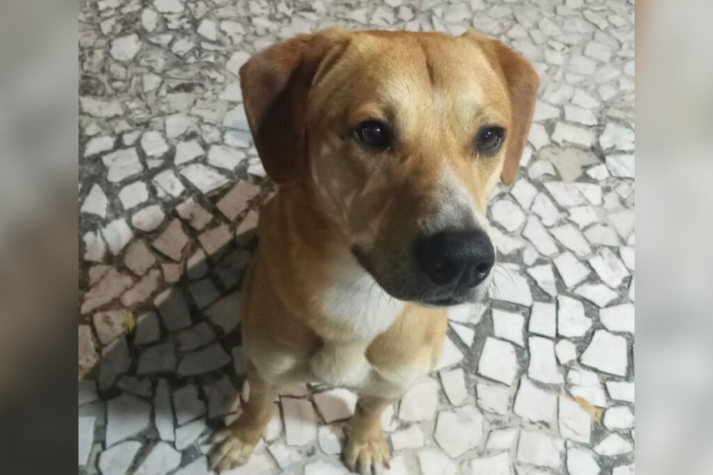 “carta-aberta”:-delegado-emociona-com-video-de-caramelo-jogado-no-mar.-veja-video