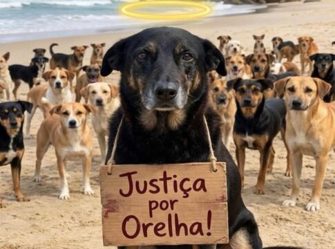 cao-orelha:-caso-quebra-polarizacao-entre-esquerda-e-direita.-entenda