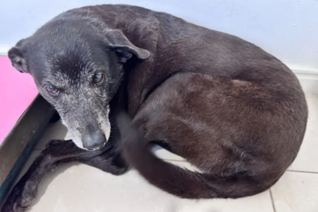 cadela-companheira-de-cao-orelha-e-internada-com-suspeita-de-doenca