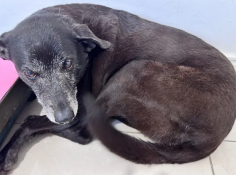 cadela-companheira-de-cao-orelha-e-internada-com-suspeita-de-doenca