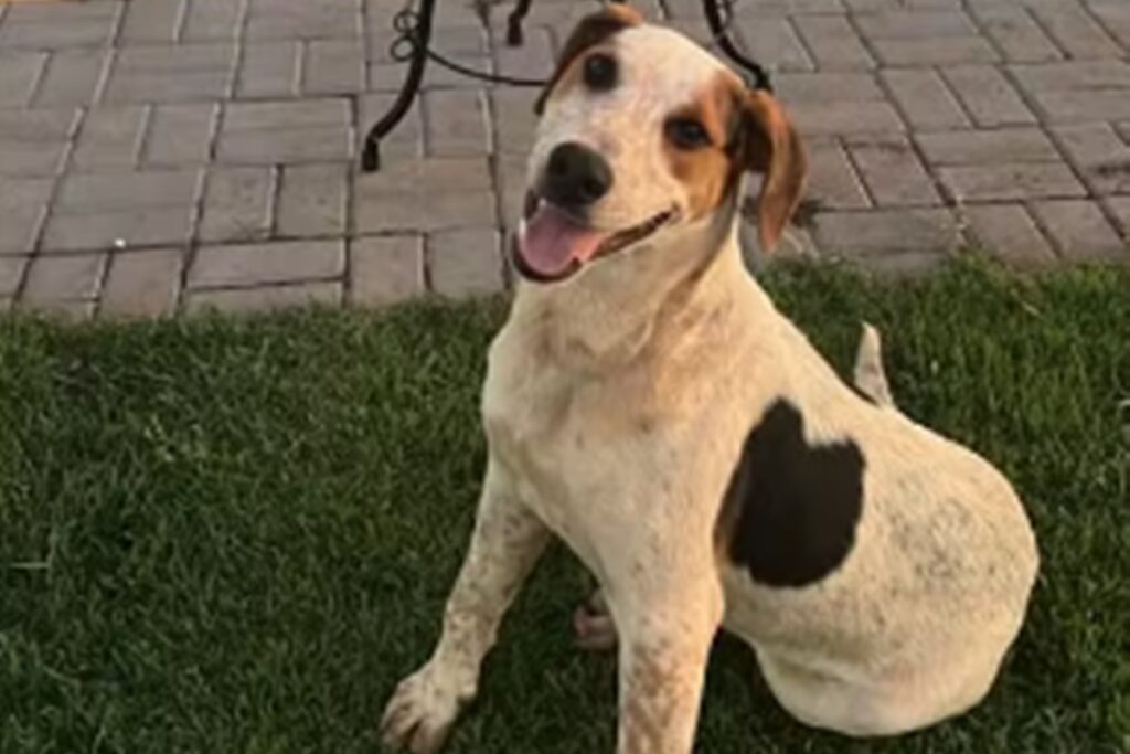 apos-crueldade-com-cao-orelha,-cachorro-abacate-morre-baleado