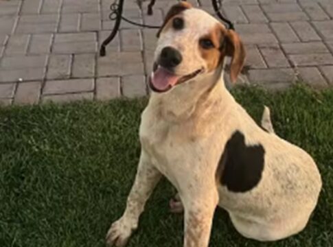 apos-crueldade-com-cao-orelha,-cachorro-abacate-morre-baleado