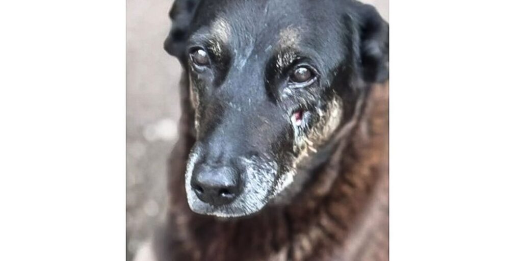caso-orelha:-o-que-se-sabe-ate-agora-sobre-a-morte-do-cao-em-sc