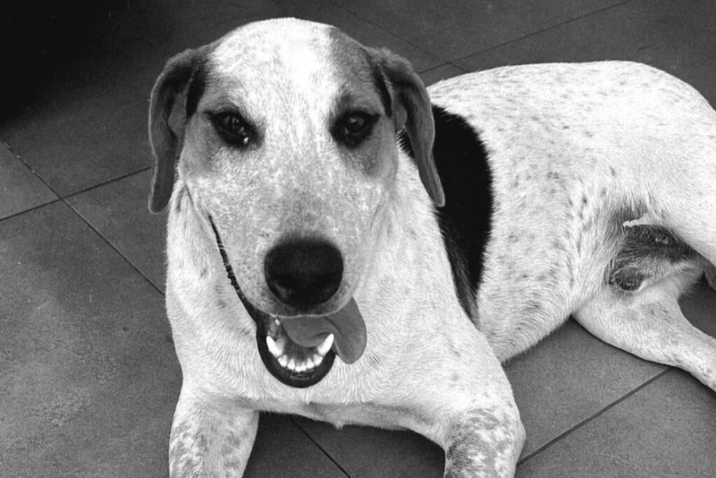 “nao-ficara-impune”,-diz-delegado-sobre-morte-de-cao-comunitario-no-pr