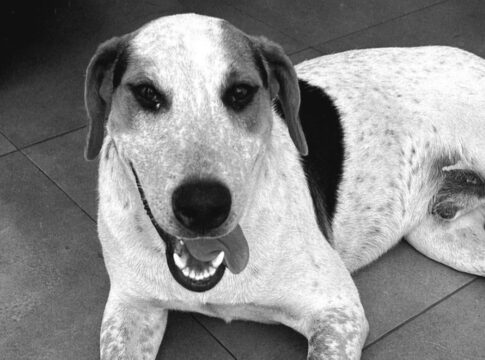 “nao-ficara-impune”,-diz-delegado-sobre-morte-de-cao-comunitario-no-pr