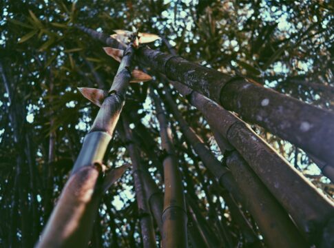 estudo-sugere-que-bambu-pode-ser-o-proximo-“superalimento”.-entenda