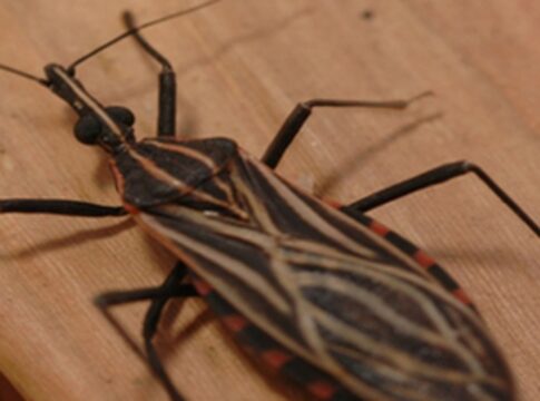 ananindeua,-no-para,-tem-surto-de-casos-da-doenca-de-chagas