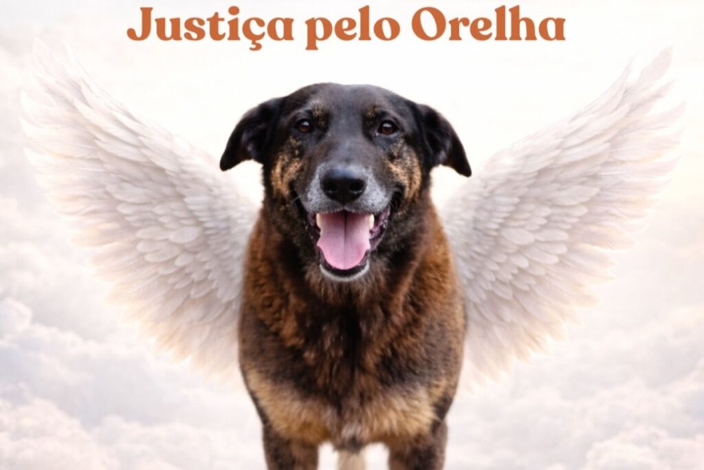 cao-orelha:-quem-sao-os-tres-indiciados-por-coacao-em-florianopolis