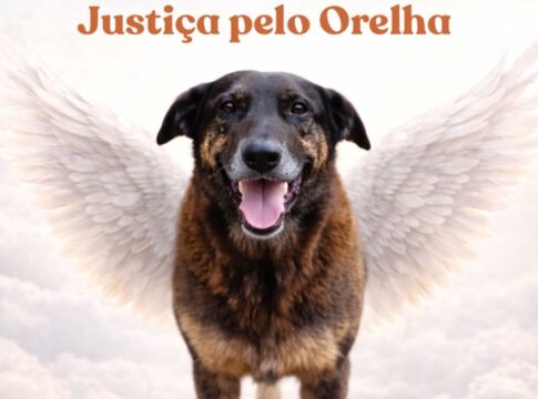 cao-orelha:-quem-sao-os-tres-indiciados-por-coacao-em-florianopolis