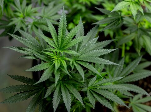 regra-da-anvisa-libera-uso-recreativo-da-cannabis?-entenda-o-que-muda