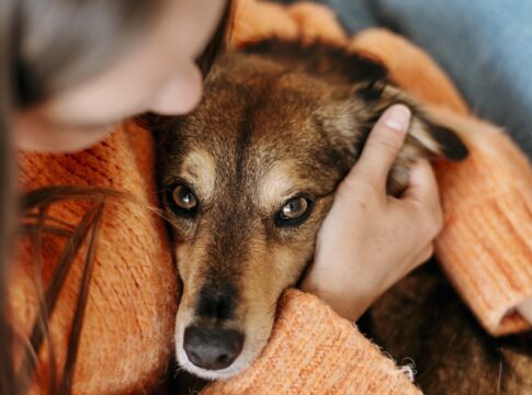cao-orelha:-qual-e-a-pena-de-quem-pratica-maus-tratos-contra-animais