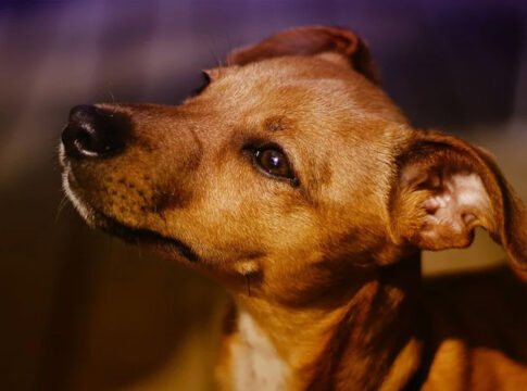 vira-lata-caramelo-agora-e,-oficialmente,-expressao-cultural-de-sp