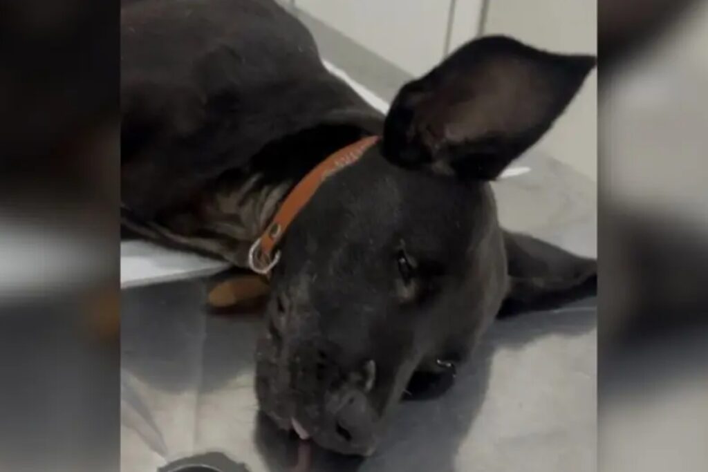 cachorra-que-teve-pata-quebrada-por-tutor-morre-durante-cirurgia-em-sc