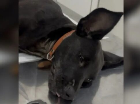 cachorra-que-teve-pata-quebrada-por-tutor-morre-durante-cirurgia-em-sc
