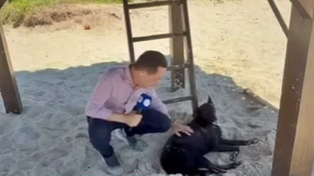 micael,-irmao-do-cao-orelha,-e-flagrado-entristecido-apos-perda