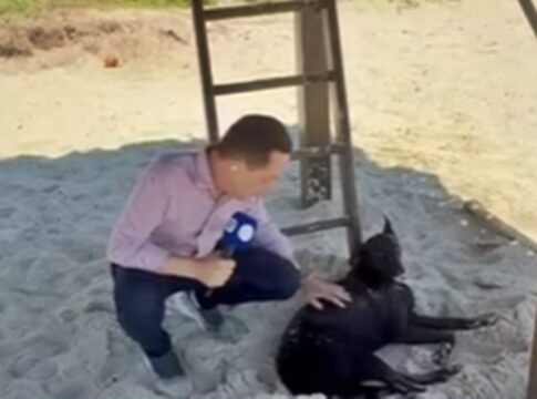 micael,-irmao-do-cao-orelha,-e-flagrado-entristecido-apos-perda