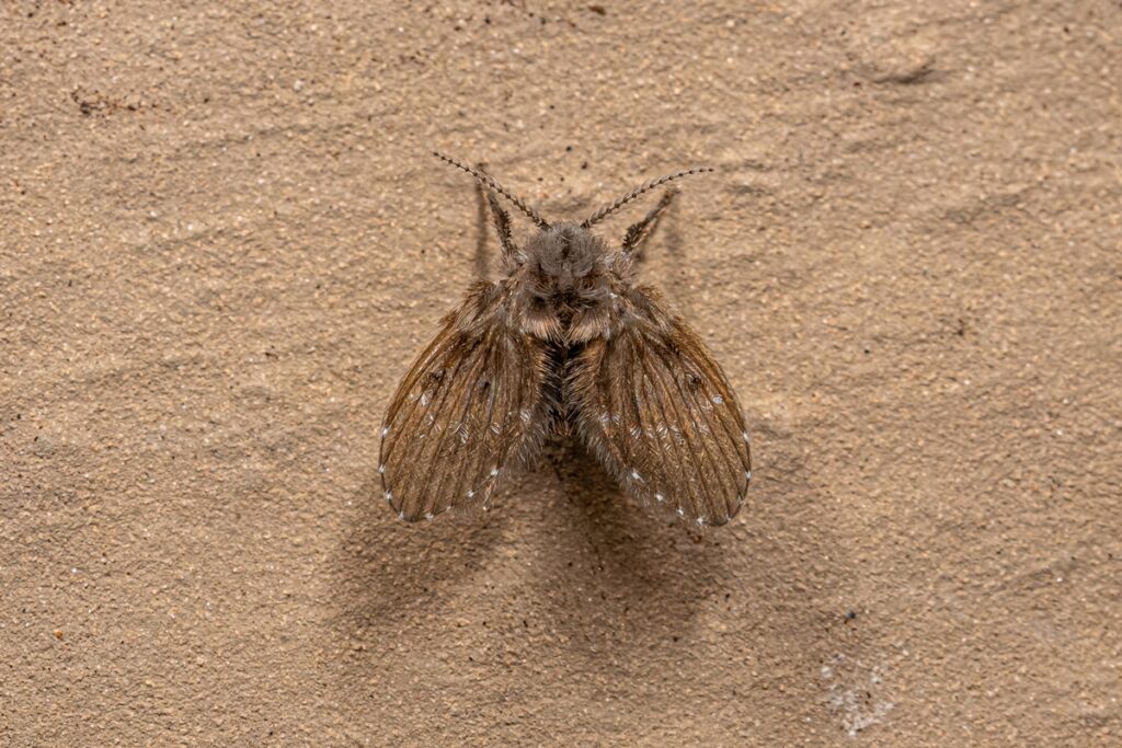 mosquinhas-no-banheiro?-biologo-revela-o-que-significa-e-que-fazer