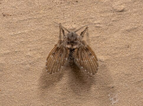 mosquinhas-no-banheiro?-biologo-revela-o-que-significa-e-que-fazer