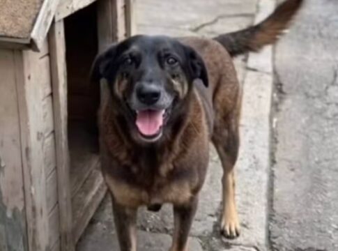 cao-orelha:-delegado-geral-de-sc-defende-a-reducao-da-maioridade-penal.-video