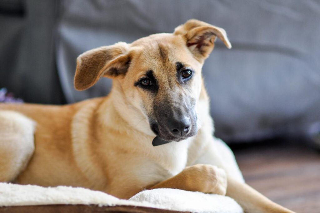 lei-que-torna-cachorro-caramelo-simbolo-de-sp-fortalece-a-causa-animal