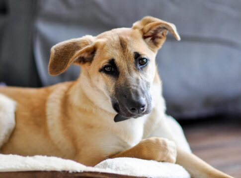 lei-que-torna-cachorro-caramelo-simbolo-de-sp-fortalece-a-causa-animal