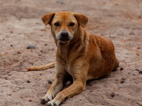 vira-lata-caramelo-se-torna-expressao-cultural-de-sao-paulo