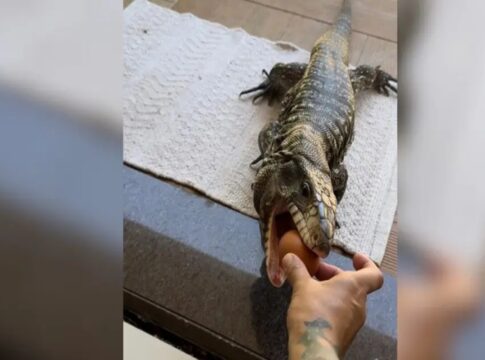 lagarto-adotado-por-familia-de-chapeco-busca-comida-na-mao-dos-donos