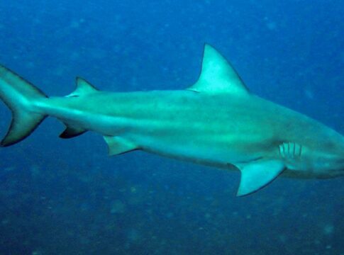 tubarao-cabeca-chata-e-provavel-especie-que-atacou-garoto-em-olinda