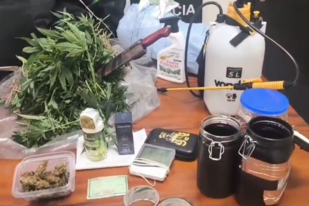 maconha-profissional:-policia-prende-homem-que-plantava-droga-em-cdhu