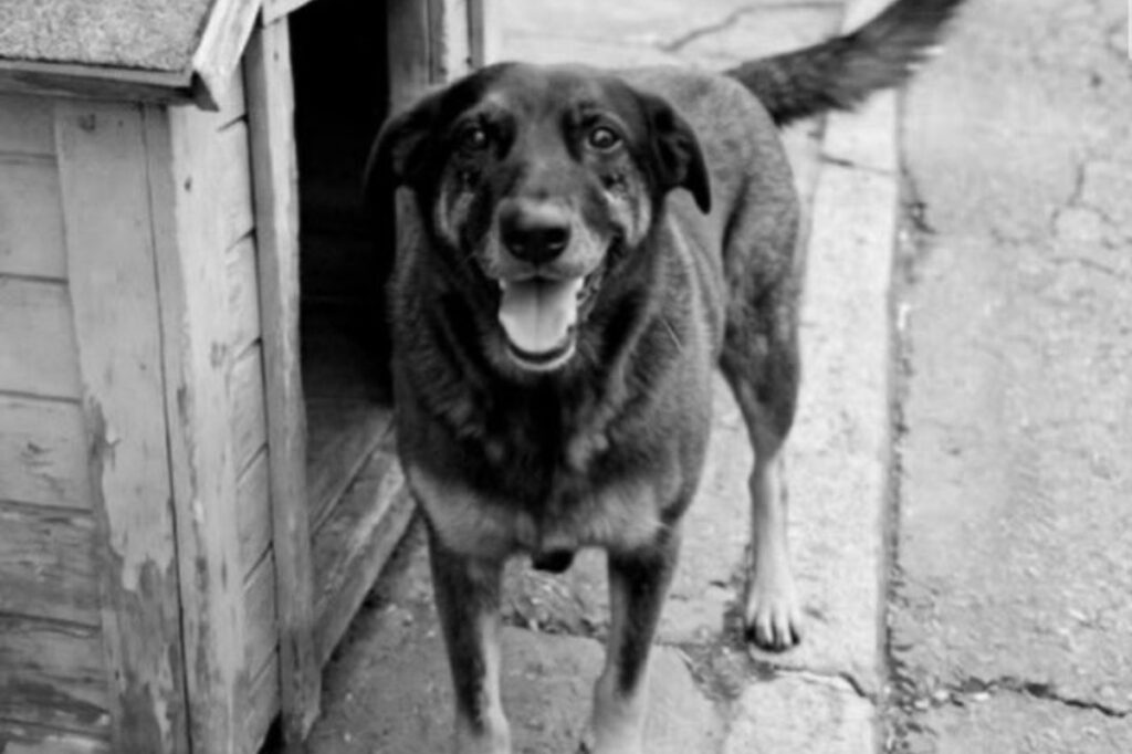 caso-do-cao-orelha-reacende-debate-sobre-reducao-da-maioridade-penal