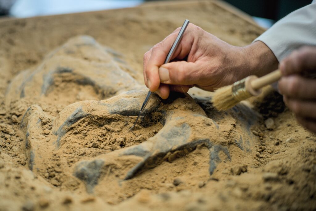 saiba-o-que-os-fosseis-podem-revelar-sobre-habitos-dos-animais-antigos