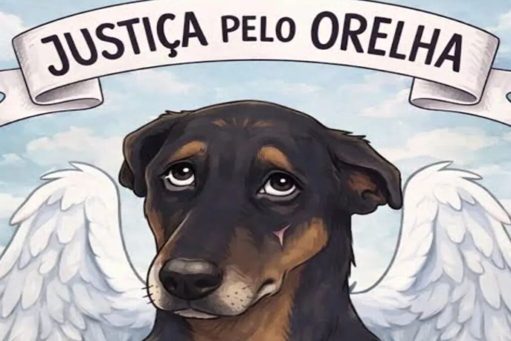 alem-do-cao-orelha:-sc-tem-14-casos-de-pets-vitimas-de-maus-tratos-por-dia