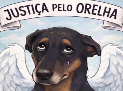 alem-do-cao-orelha:-sc-tem-14-casos-de-pets-vitimas-de-maus-tratos-por-dia