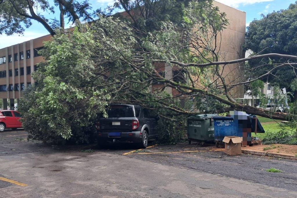 com-chuva,-bombeiros-registram-15-ocorrencias-de-queda-de-arvore-no-df
