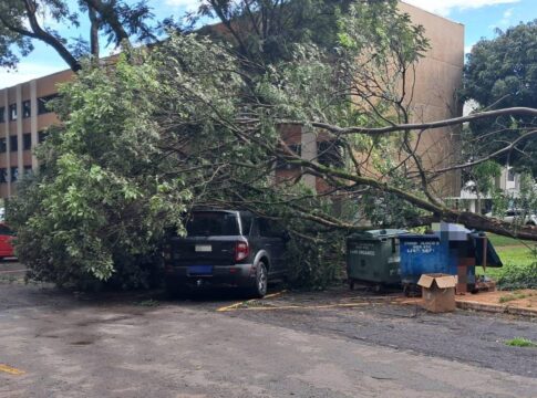 com-chuva,-bombeiros-registram-15-ocorrencias-de-queda-de-arvore-no-df