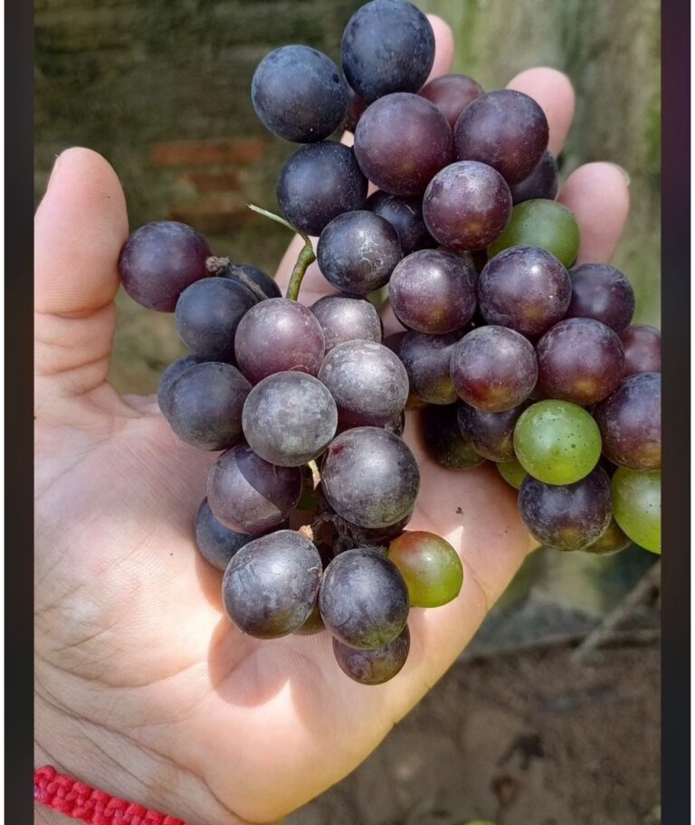 Moradora de Tarauacá colhe uvas após quatro anos de cultivo e caso chama atenção pela raridade na região