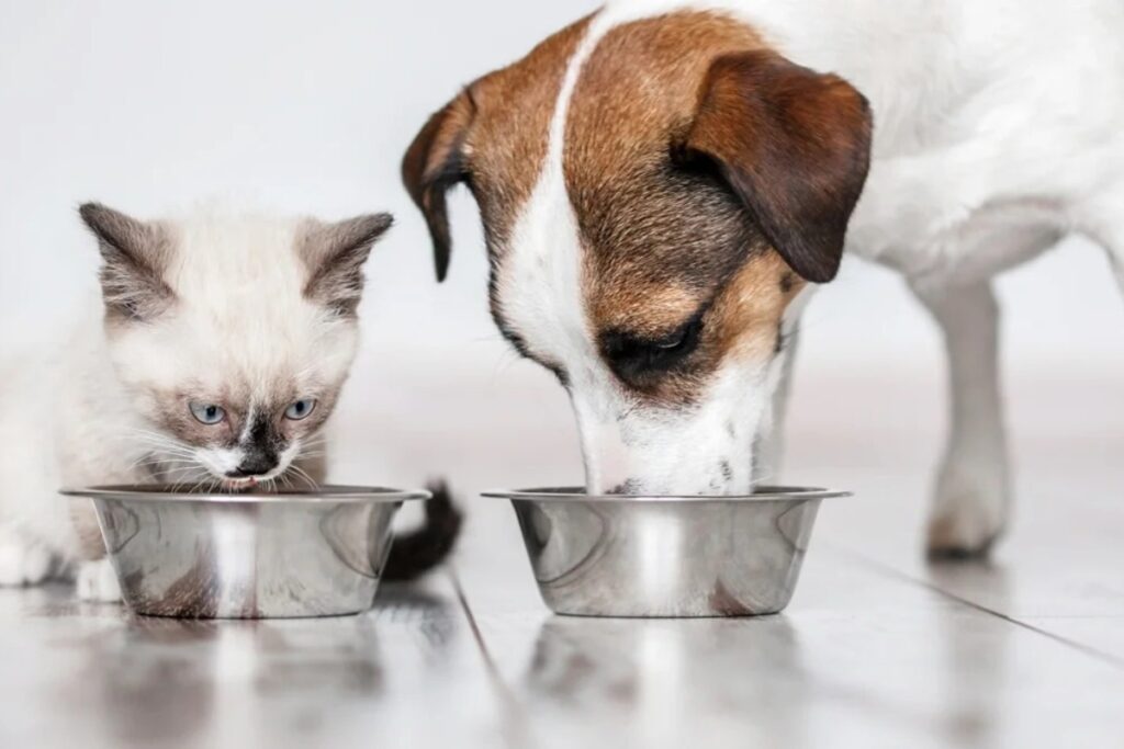 gdf-cria-politica-de-bem-estar-para-caes-e-gatos;-entenda