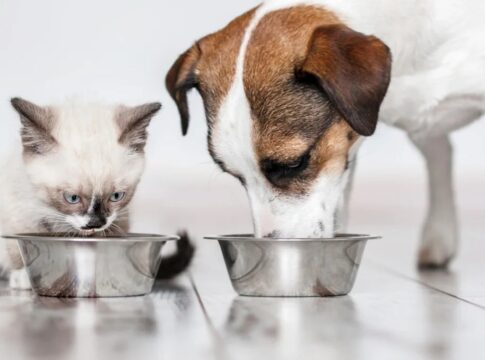 gdf-cria-politica-de-bem-estar-para-caes-e-gatos;-entenda