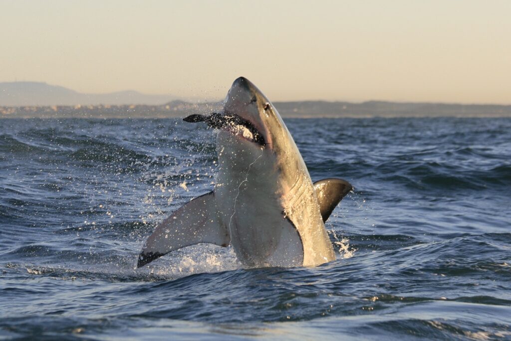 tubaroes-brancos-desenvolvem-dentes-proprios-para-cortar-ossos