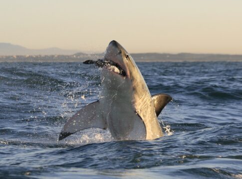 tubaroes-brancos-desenvolvem-dentes-proprios-para-cortar-ossos