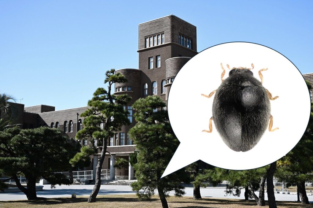 especie-inedita-de-joaninha-e-encontrada-no-“quintal”-de-universidade