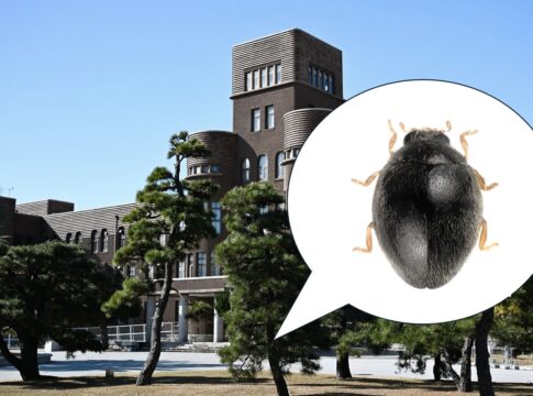 especie-inedita-de-joaninha-e-encontrada-no-“quintal”-de-universidade